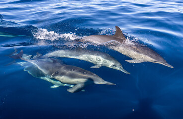 Naklejka premium dolphins in the water