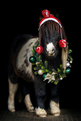 Potrait of a cute black and white miniature shetland pony in a festive christmas setting on dark...