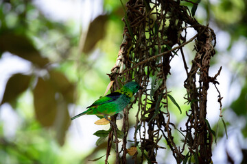bird on a branch