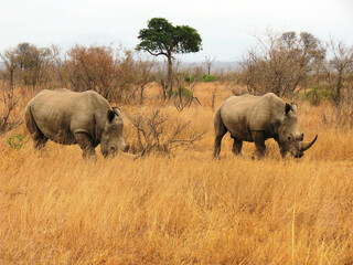Fototapeta premium Rinoceronte blanco.