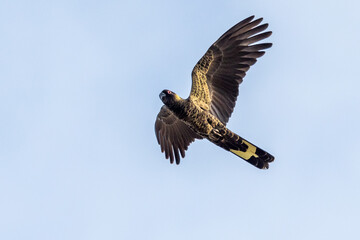 Yellow-tailed Black Cockatoo in Victoria, Australia