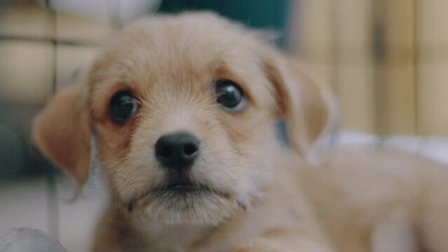 Cinematic Extreme Close Up of Tiny Inquisitive Puppy Looking Around and Relaxing