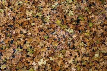 Autumn leaves lying on the surface of the river water.