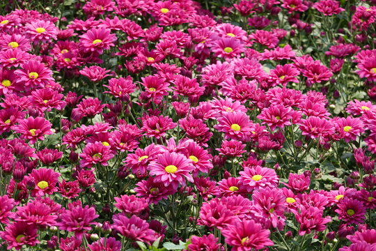 pink flowers