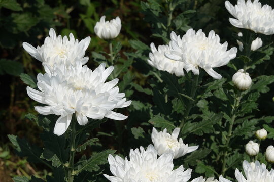 white flowers