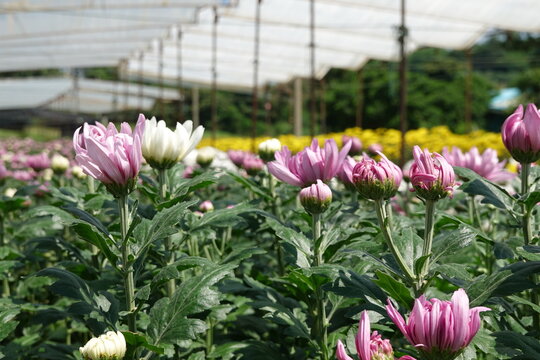 flower nursery