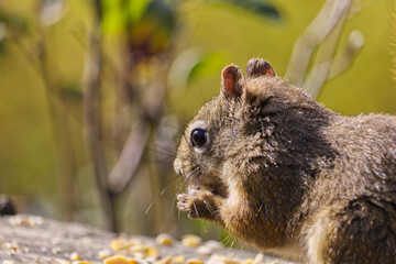 Close up of a Red Squirrel having Lunch