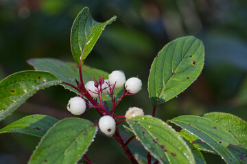 White Berries in the Summer