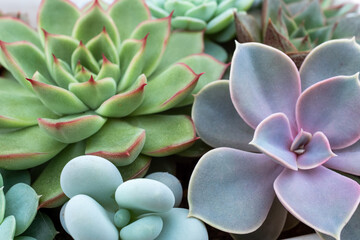 Succulents rosettes, top view. Composition of colorful succulent plants for a poster, calendar,...