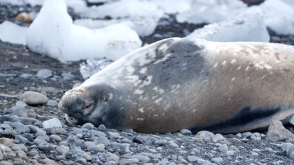 Crabeater seal (Lobodon carcinophaga) lying on the beach at Brown Bluff, Antarctica