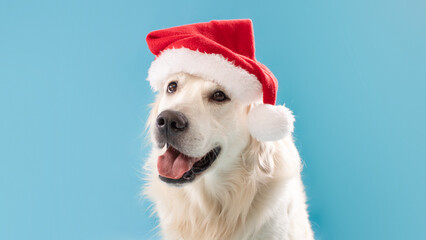 Merry Christmas. Funny golden retriever dog wearing Santa Claus hat and looking at camera over blue background