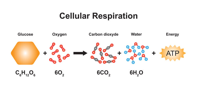 Scientific Designing of Cellular Respiration Equation. Using The Molecular Model of Atoms. Vector Illstration.