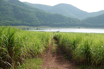 sugarcane farm