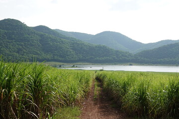 sugarcane farm