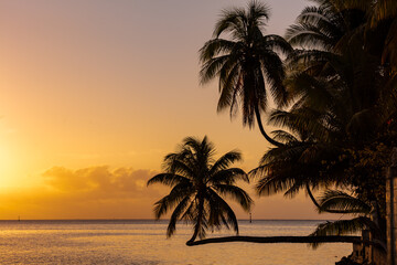 Fototapeta na wymiar Cocotier au coucher de soleil en Polynésie