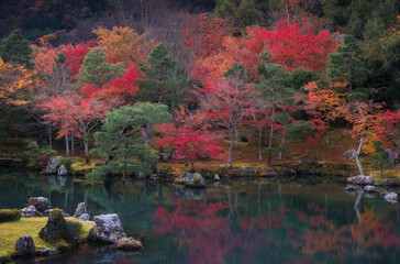 Japanese garden in peak fall