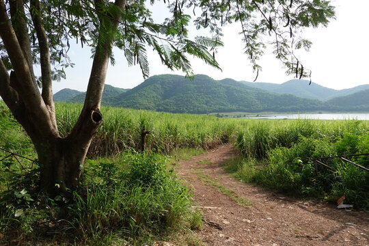 sugarcane farm