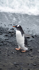 Obraz premium Gentoo penguin (Pygoscelis papua) walking on the beach at Brown Bluff, Antarctica