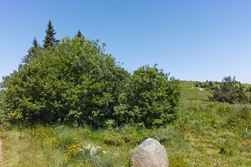 Summer landscape of Vitosha Mountain, Bulgaria
