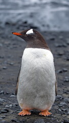 Fototapeta premium Gentoo penguin (Pygoscelis papua) at Brown Bluff, Antarctica