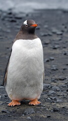 Gentoo penguin (Pygoscelis papua) at Brown Bluff, Antarctica