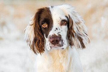 English Springer Spaniel working dog lay down in golden sunlight on frosty grass