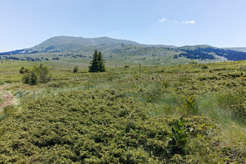 Summer landscape of Vitosha Mountain, Bulgaria