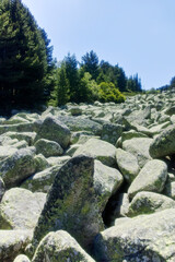 Summer landscape of Vitosha Mountain, Bulgaria