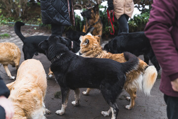 Private shelter for homeless dogs. Many mixed-breed dogs of different colors walking together on...