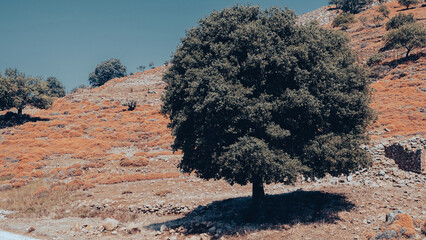 Fototapeta na wymiar An ancient green olive tree and clear blue sky in the Aegean town, Gökçeada Imbros island, Çanakkale