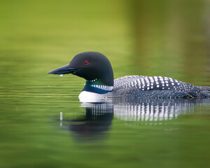 A loon in a pond in Vermont