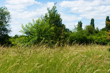Fototapeta premium Panoramic landscape scenic view of forest natural grassland meadow in Hannover region Germany