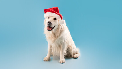Merry Christmas and Happy New Year. Cute labrador dog sitting in Santa Claus hat over blue studio background, panoram