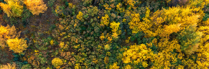 Top view of the autumn forest. Beautiful panoramic aerial photograph of trees with yellowed foliage. Fall season. Natural background. Great for design.