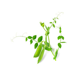 Pea Leaf and Pea Pods Isolated, Green Leaves, Fresh Legumes Sprouts, Spring Pea Shootsnd
