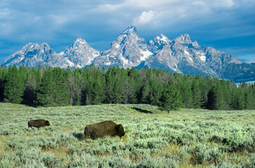 A bison roams near Grand Teton National Park, Wyoming