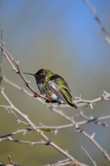 a bird