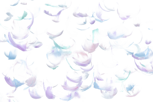 Many Pastel Feather fly fall in Air over white background isolated. Puffy Fluffy soft feathers as purity smooth like dream floating dove in sky. Angle flying from heaven, photo motion