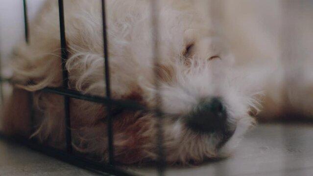 Close Up of Puppy In Kennel Through Bars As He Slowly Dozes Off