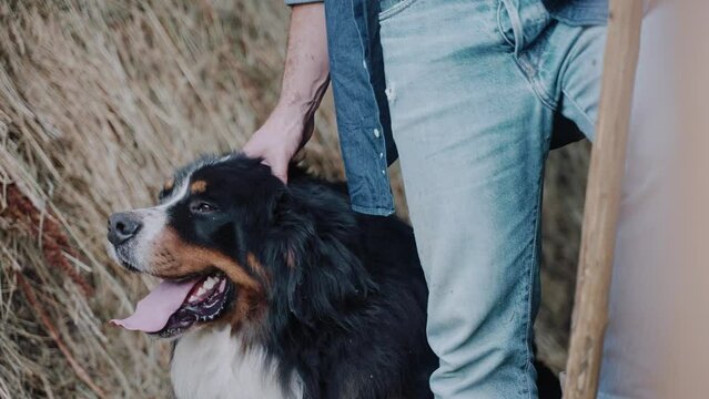 A picture of a man petting a Bernese mountain dog standing in a pen with hay. Domestic farm. Agriculture and ecology. Slow motion. Bernese mountain dog smiling. High quality 4k footage