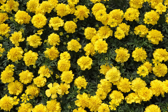 o
Oeillet d'inde de couleur jaune