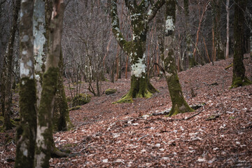 冬のブナ林　天城山