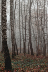Obraz premium Trees with fallen leaves, birches in fog. Wet weather, autumn landscape. Autumn photo, wallpapers