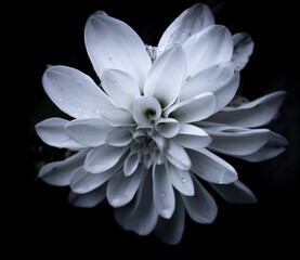 white flower isolated on black