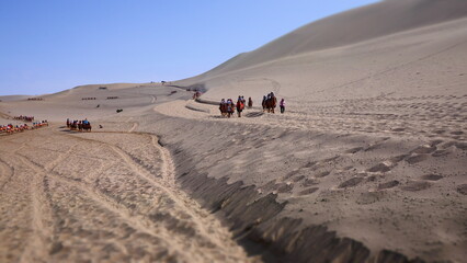 Fototapeta na wymiar camels as a main form of transportation in desert 