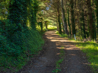 Dirt Road Lined by Trees in Afternoon Light