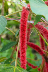 Red acalypha hispida flowers bloom in the axils of the leaves in a bunch of fringes down like a cat's tail, so it's called red hot cat tail. Tropical plants are ornamental plants for beauty.