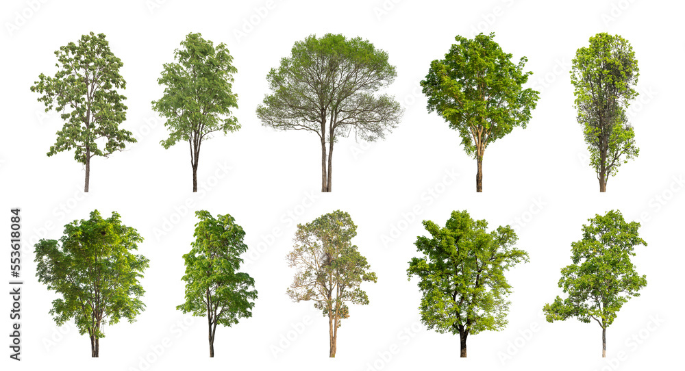 Poster Collection of green trees isolated on transparent background. for easy selection of designs.
