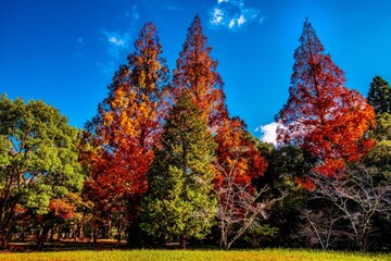 Naklejka premium 宇佐神宮の紅葉
