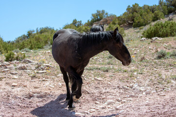 Black Stallion wild horse on mineral lick hill on  in the western United States